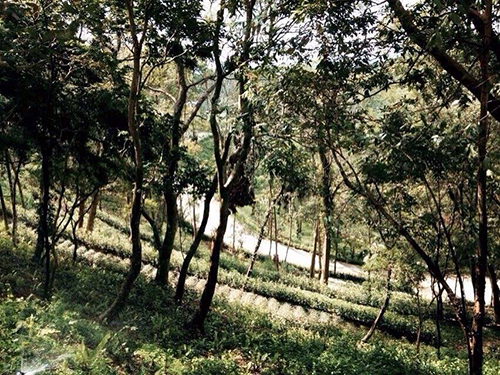 偌大的【彌陀博物大院】聖地分分秒秒都在改變!