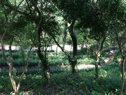 2014/04/13 『葉教授親攝 』