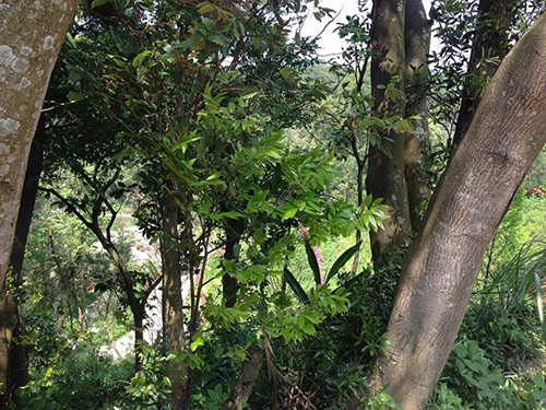 2014/04/13 『葉教授親攝 』
