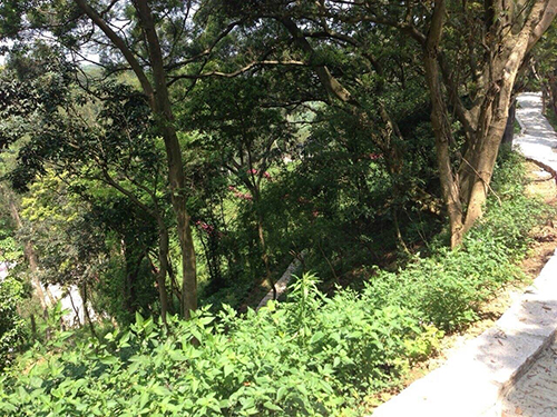 2014/04/13 『葉教授親攝 』