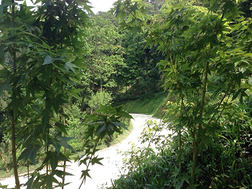 2014/04/13 『葉教授親攝 』