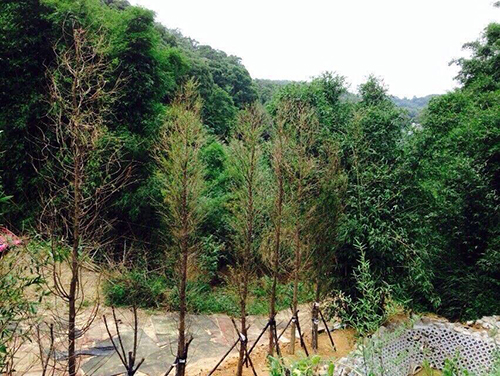 2014/05/26 「梅雨季節過後的彌陀博物大院聖山」