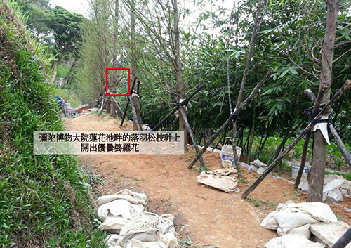 佛經中明確告訴人們三千年一開的優曇婆羅花意味著將有轉輪聖王在人間正法。