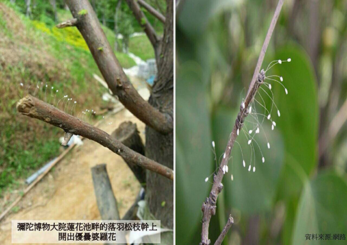 佛經中明確告訴人們三千年一開的優曇婆羅花意味著將有轉輪聖王在人間正法。