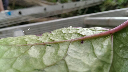 昨晚菩薩殿堂前法輪滿天飛舞