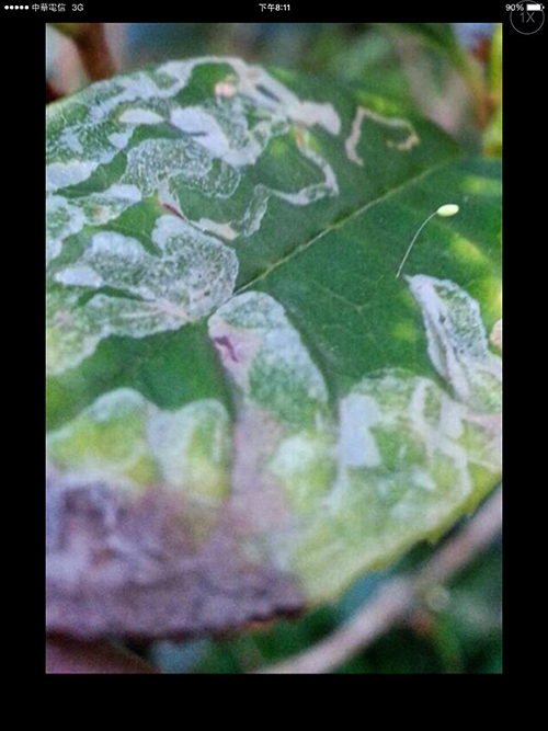 神蹟觸目䖏䖏示現為(真),末法時期輾轉到來必(實)