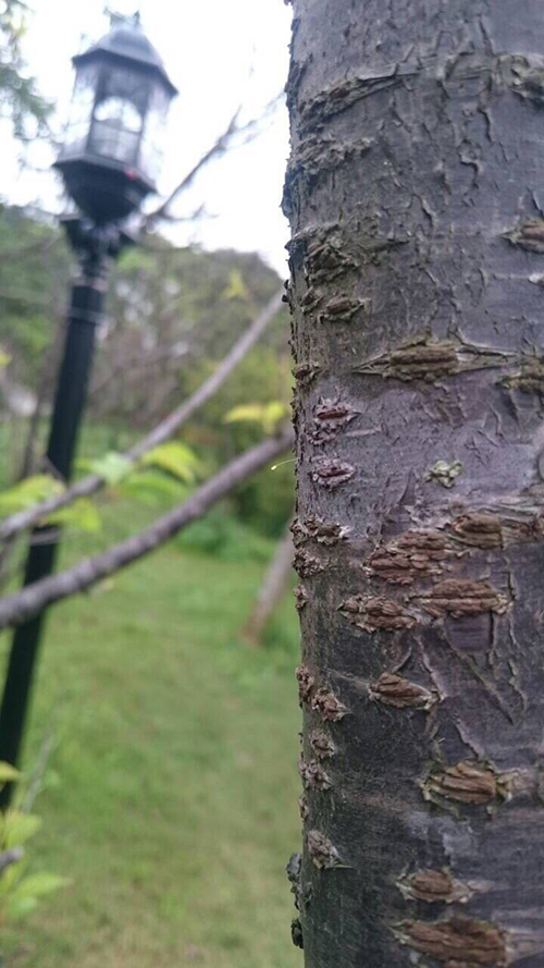 優曇婆羅花第48現䖏(授記)轉輪聖王確在人間