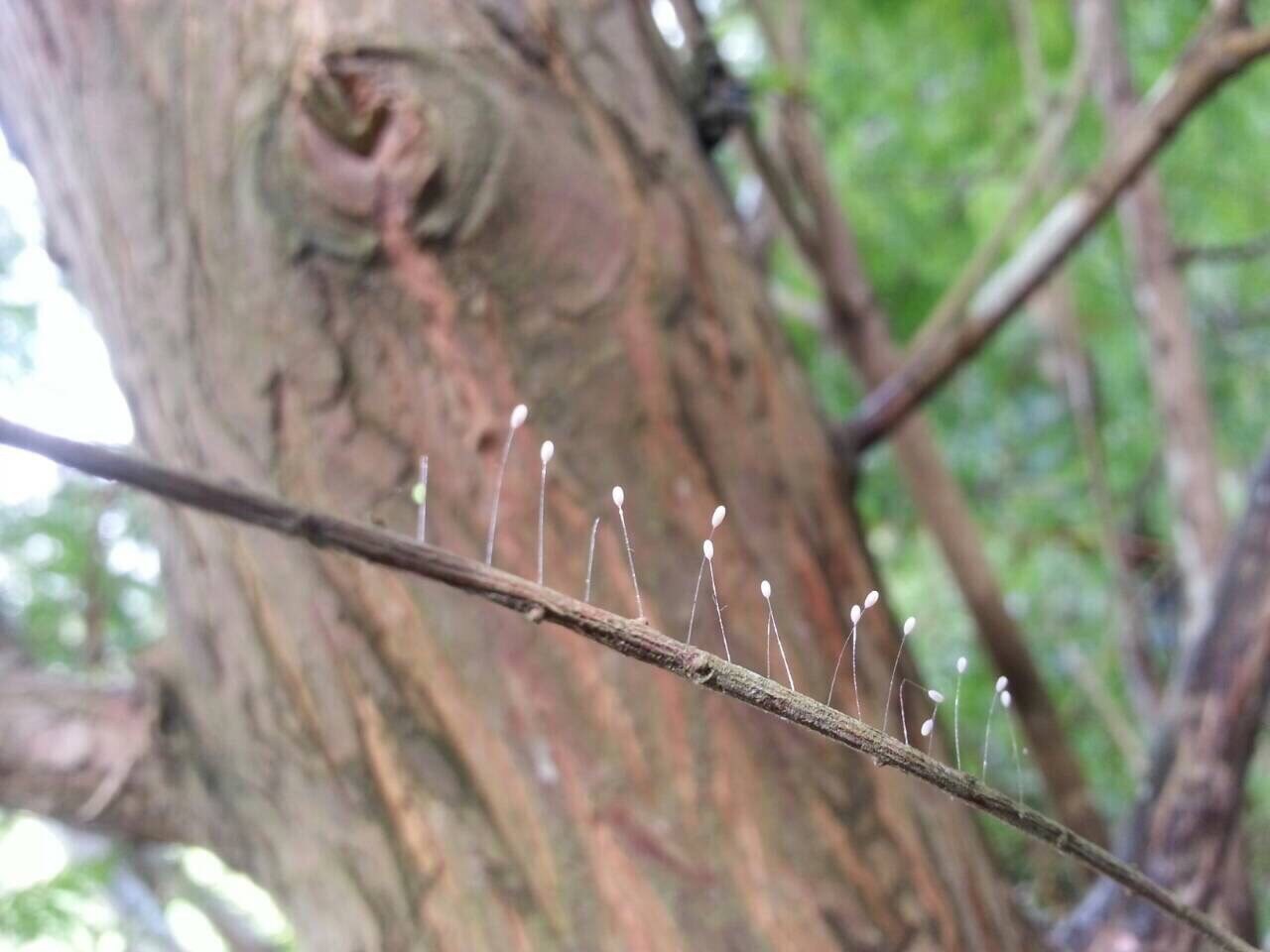 威神之力嘆莫能窮,佛慈心悲天數成雙。