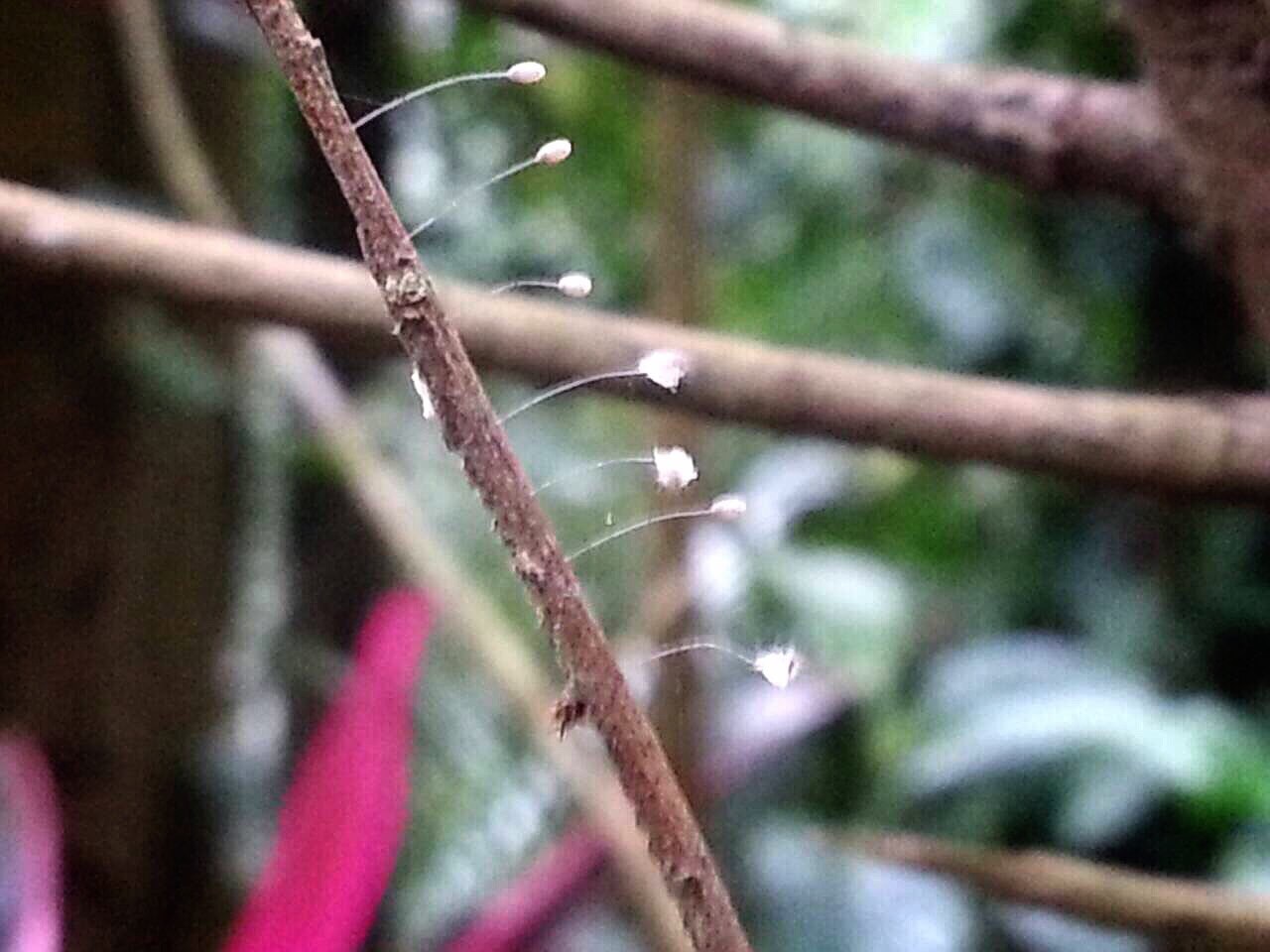 就在選前一天,天以(天花)詳引前程。