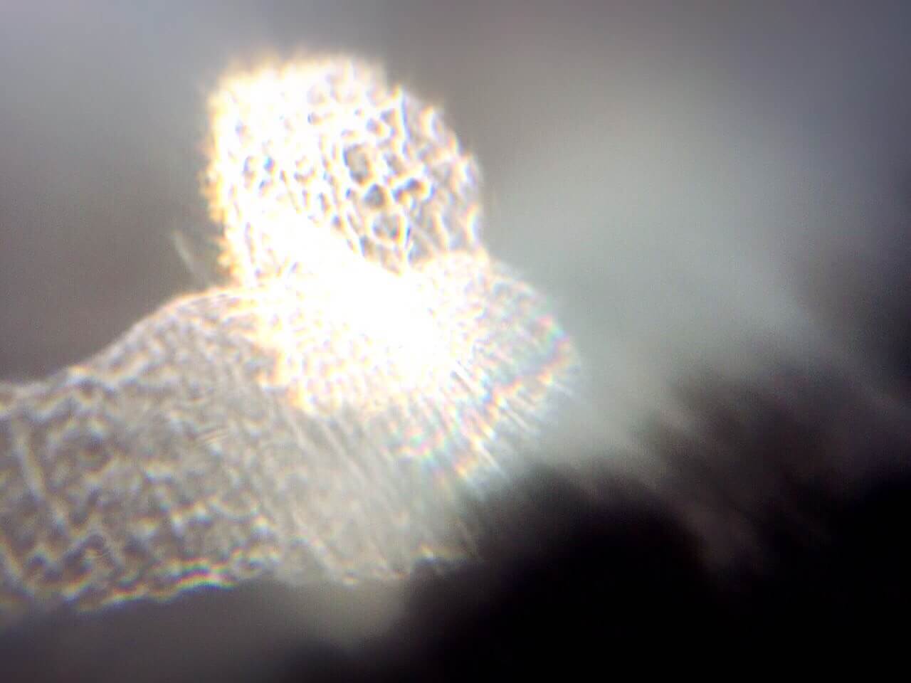 彌勒尊者昨夜樹林説法時,述出心中最主要的大願力